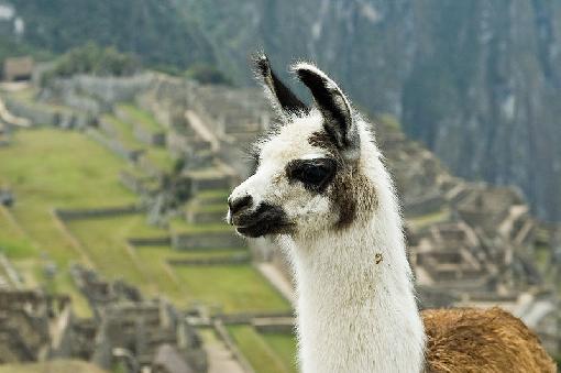 Llama En Peru